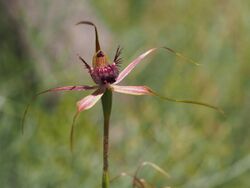 Caladenia arenicola (01).jpg