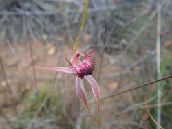 Caladenia decora 01.jpg