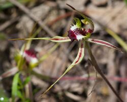 Caladenia parva.jpg