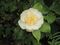 Camellia × williamsii 'Jury's Yellow' 02.JPG