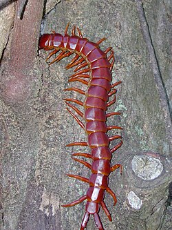 Caribbean Giant Centipede imported from iNaturalist photo 47261476 on 23 September 2022.jpg