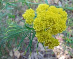 Cassinia leptocephala subsp. leptocephala.jpg