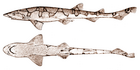 Chain catshark.png