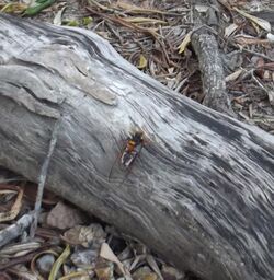 Cicada-killer Wasp - Exeirus lateritius - Fraser Coast. Queensland. Australia.jpg