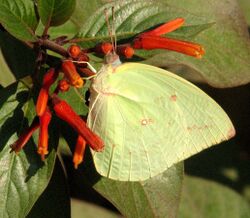 Common Emigrant, Jaipur.jpg