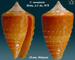 Conus rawaiensis 2.jpg