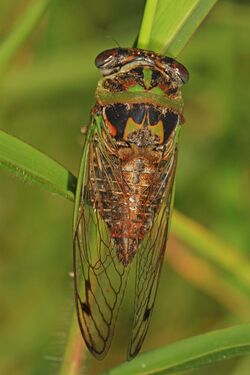 Davis' Southeastern Dog Day Cicada - Tibicen davisi, Loxahatchee National Wildlife Refuge, Boynton Beach, Florida.jpg