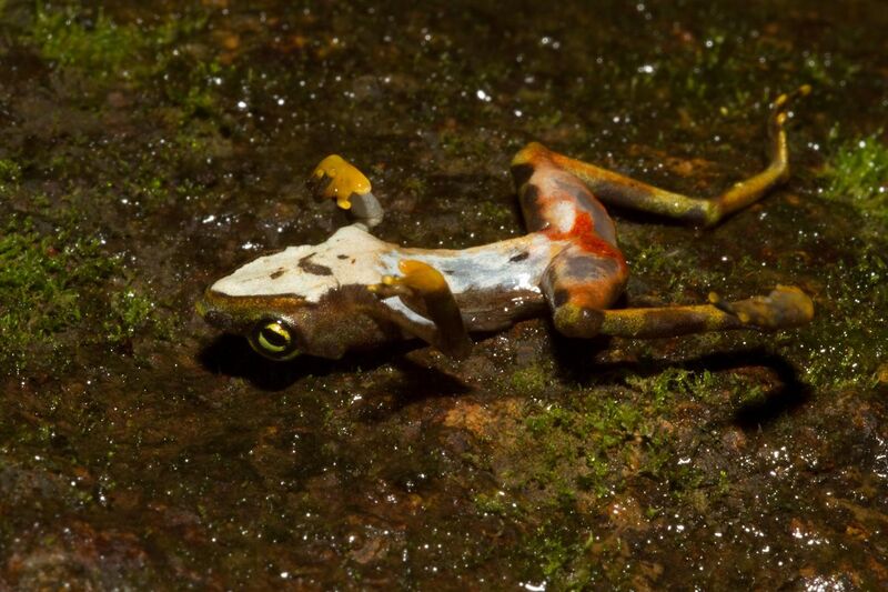 File:Dead Bd-infected Atelopus limosus at Sierra Llorona (posed to show ventral lesions and chytridiomycosis signs).jpg