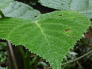 Dendrocnide-cordifolia-SF22246-06.jpg