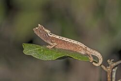 Domergue's leaf chameleon (Brookesia thieli) Andasibe.jpg