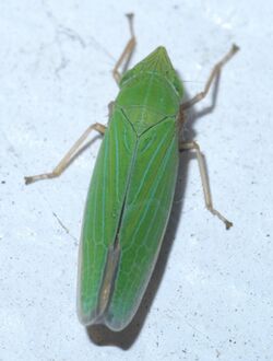Draeculacephala P1600947a.jpg