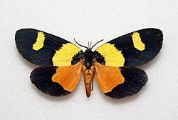 Eligma laetipicta - 02-11 - Nord Kivu, Congo - Africa (8329506877).jpg