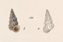 Epitonium novangliae-Mollusca 104-131. The New York fauna.png