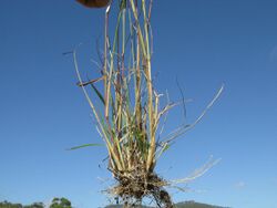 Eragrostis parviflora plant base1 Denman - Flickr - Macleay Grass Man.jpg