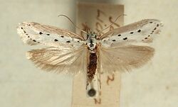 Ethmia.terminella.mounted.jpg