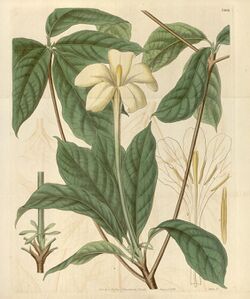 Euclinia longiflora Bot. Mag. 62. 3409. 1835.jpg