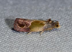 Eumarozia malachitana - Sculptured Moth (14311900436).jpg