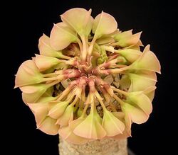 Euphorbia alfredii4 ies.jpg