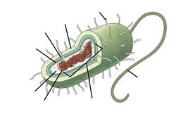 Features of a prokaryotic cell (unannotated).jpg