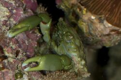 Female Mithraculus sculptus Crab.jpg