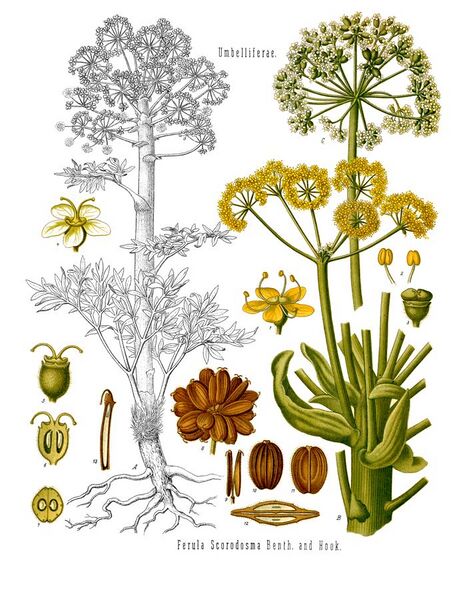 File:Ferula assa-foetida - Köhler–s Medizinal-Pflanzen-061.jpg