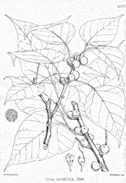Ficus rumphii Bra48.png