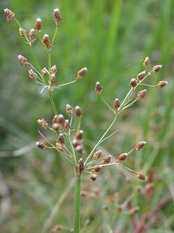 Fimbristylis miliacea hideriko.jpg