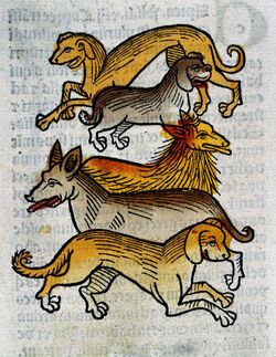 Five different types of dogs, woodcut, 1547 Wellcome L0029217.jpg