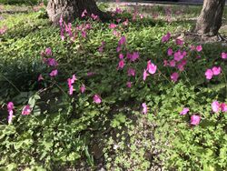 Flowers of Oxalis articulata 20181102.jpg