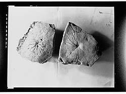 Fossils from Ediacara(GN14262).jpg