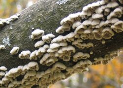 Fuzzy Fungi (Schizophyllum commune).jpg