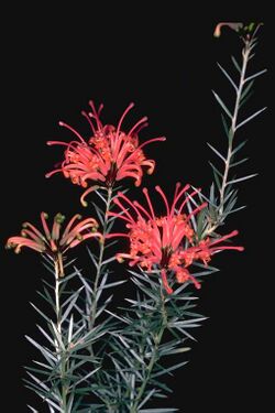 Grevillea kennedyana.jpg