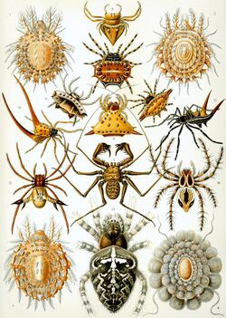 Haeckel Arachnida.jpg