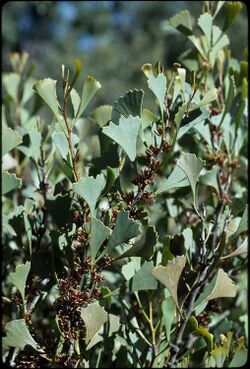 Hakea flabelliflora.jpg