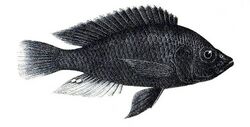 Haplochromis nubilus.jpg