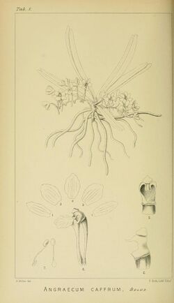 Harry Bolus - Orchids of South Africa - volume I plate 008 (1896).jpg