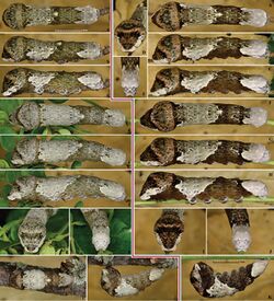 Heraclides rumiko vs Heraclides cresphontes- 5th instar and prepupae (36244).jpg