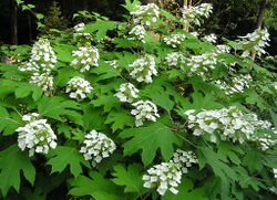 Hydrangea quercifolia4normanack.jpg