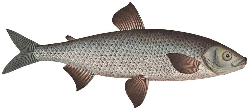 File:Ichtyologie, ou, Histoire naturelle, générale et particulière des poissons (Pl. XXVII) (white background).jpg