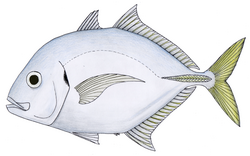 Imposter trevally.PNG