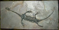 Keichousaurus hui fossil.JPG