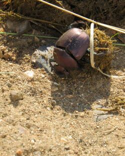 Kheper dung beetle.jpg