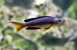 Kleinschuppiger Kaerpflingsbuntbarsch Cyprichromis microlepidotus Tierpark Hellabrunn-1.jpg
