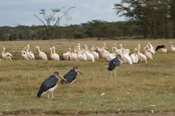 Lake Nakuru - White Pelicans & Marabou Storks.jpg