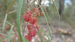 Lasiopetalum rufum flowers (9547670935).jpg