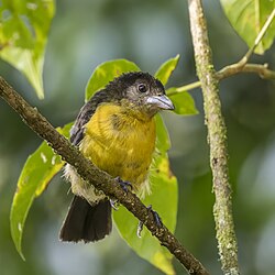 Lemon-rumped tanager (Ramphocelus flammigerus) female Las Tanagaras 2.jpg