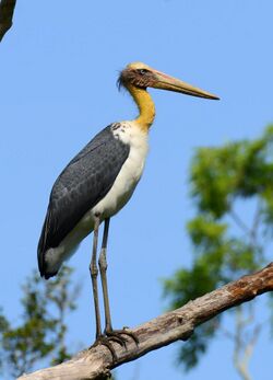 Lesser Adjutant ,Yala National Park .jpg