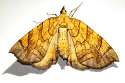 Lesser Grapevine Looper Moth - Eulithis diversilineata, Woodbridge, Virginia.jpg