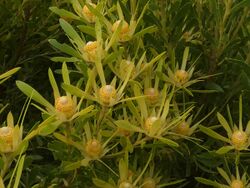 Leucadendron coniferum Betty's Bay male.jpg