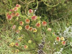 Leucadendron laxum 62126620.jpg